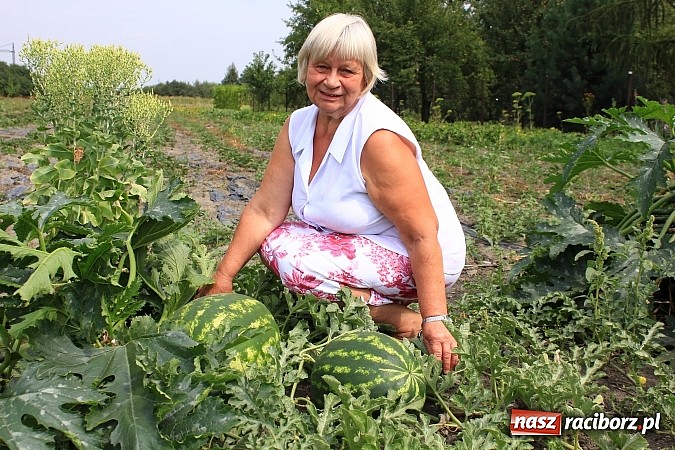 Zdjęcie w galerii na portalu naszraciborz.pl: Ogromne arbuzy wyrosły w Raciborzu! wiadomości z regionu