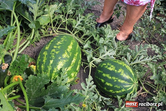 Zdjęcie w galerii na portalu naszraciborz.pl: Ogromne arbuzy wyrosły w Raciborzu! wiadomości z regionu