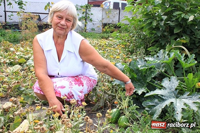 Zdjęcie w galerii na portalu naszraciborz.pl: Ogromne arbuzy wyrosły w Raciborzu! wiadomości z regionu