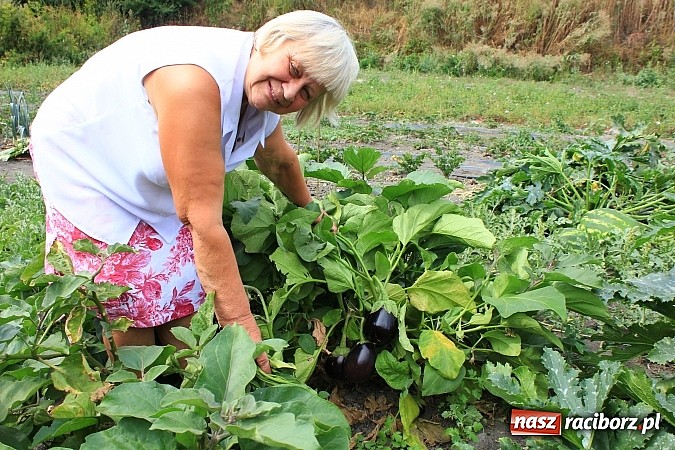 Zdjęcie w galerii na portalu naszraciborz.pl: Ogromne arbuzy wyrosły w Raciborzu! wiadomości z regionu