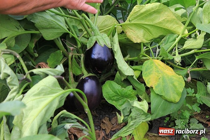 Zdjęcie w galerii na portalu naszraciborz.pl: Ogromne arbuzy wyrosły w Raciborzu! wiadomości z regionu