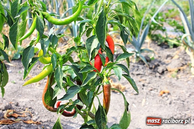 Zdjęcie w galerii na portalu naszraciborz.pl: Ogromne arbuzy wyrosły w Raciborzu! wiadomości z regionu