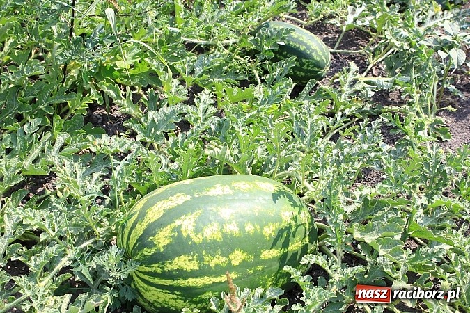 Zdjęcie w galerii na portalu naszraciborz.pl: Ogromne arbuzy wyrosły w Raciborzu! wiadomości z regionu