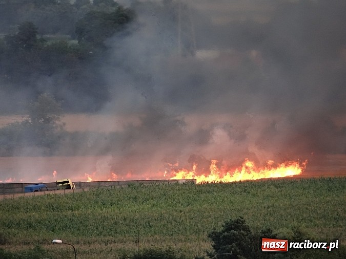 Zdjęcie w galerii na portalu naszraciborz.pl: Strażacy walczyli z wielkim pożarem ścierniska na polu przy Studziennej wiadomości z regionu