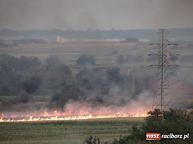Zdjęcie w galerii na portalu naszraciborz.pl: Strażacy walczyli z wielkim pożarem ścierniska na polu przy Studziennej wiadomości z regionu