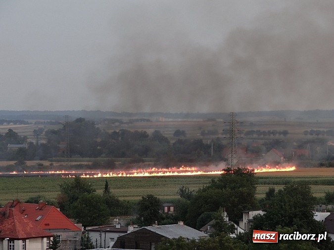Zdjęcie w galerii na portalu naszraciborz.pl: Strażacy walczyli z wielkim pożarem ścierniska na polu przy Studziennej wiadomości z regionu