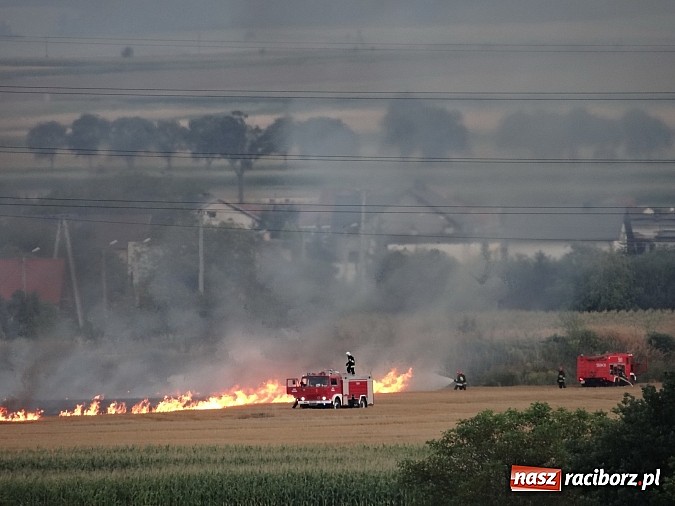Zdjęcie w galerii na portalu naszraciborz.pl: Strażacy walczyli z wielkim pożarem ścierniska na polu przy Studziennej wiadomości z regionu