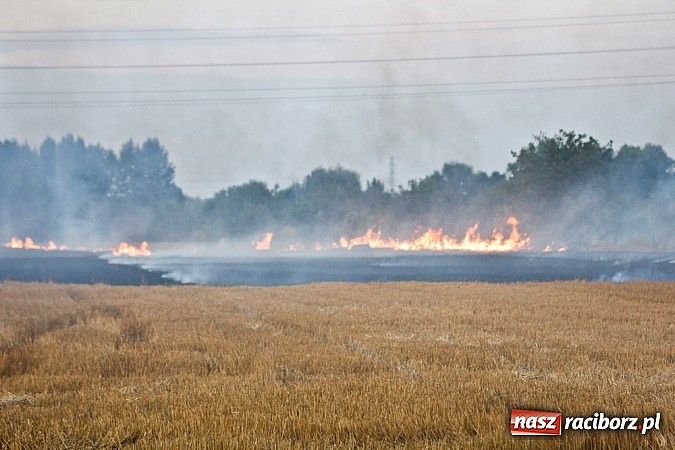 Zdjęcie w galerii na portalu naszraciborz.pl: Strażacy walczyli z wielkim pożarem ścierniska na polu przy Studziennej wiadomości z regionu
