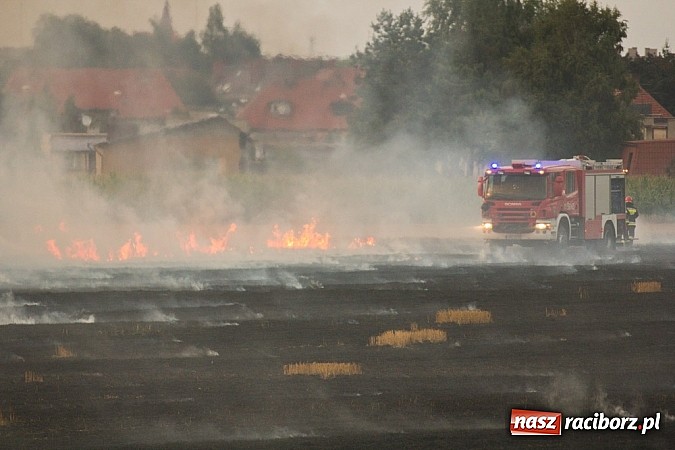 Zdjęcie w galerii na portalu naszraciborz.pl: Strażacy walczyli z wielkim pożarem ścierniska na polu przy Studziennej wiadomości z regionu