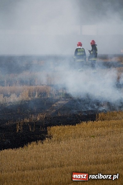 Zdjęcie w galerii na portalu naszraciborz.pl: Strażacy walczyli z wielkim pożarem ścierniska na polu przy Studziennej wiadomości z regionu