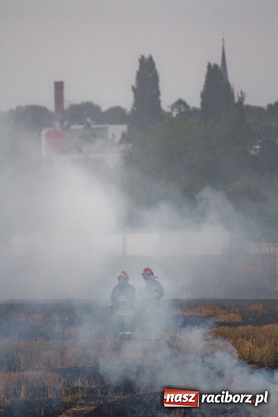Zdjęcie w galerii na portalu naszraciborz.pl: Strażacy walczyli z wielkim pożarem ścierniska na polu przy Studziennej wiadomości z regionu