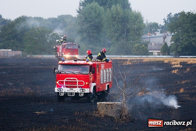 Zdjęcie w galerii na portalu naszraciborz.pl: Strażacy walczyli z wielkim pożarem ścierniska na polu przy Studziennej wiadomości z regionu