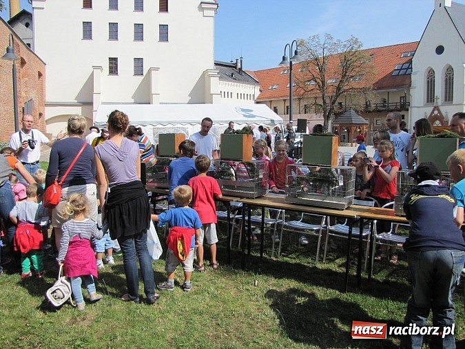 Zdjęcie w galerii na portalu naszraciborz.pl: Zwierzaki na zamku, czyli ostatni dzień akcji Zamkowy Zuch wiadomości z regionu