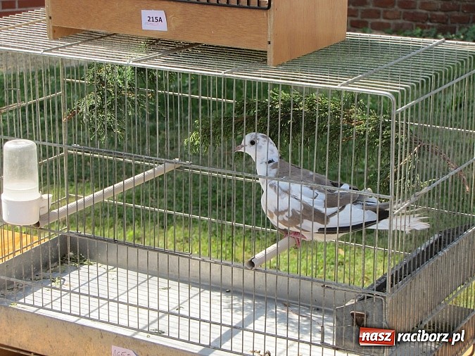 Zdjęcie w galerii na portalu naszraciborz.pl: Zwierzaki na zamku, czyli ostatni dzień akcji Zamkowy Zuch wiadomości z regionu