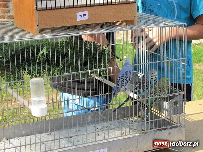 Zdjęcie w galerii na portalu naszraciborz.pl: Zwierzaki na zamku, czyli ostatni dzień akcji Zamkowy Zuch wiadomości z regionu