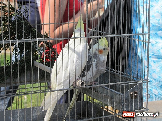 Zdjęcie w galerii na portalu naszraciborz.pl: Zwierzaki na zamku, czyli ostatni dzień akcji Zamkowy Zuch wiadomości z regionu