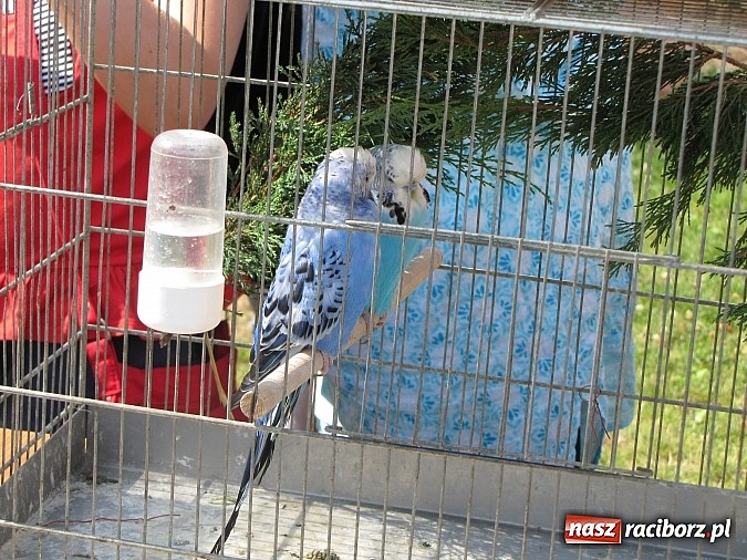 Zdjęcie w galerii na portalu naszraciborz.pl: Zwierzaki na zamku, czyli ostatni dzień akcji Zamkowy Zuch wiadomości z regionu