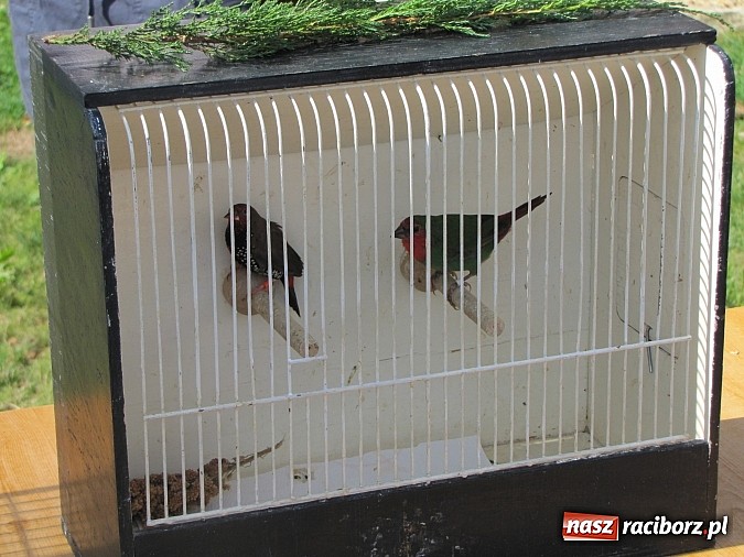 Zdjęcie w galerii na portalu naszraciborz.pl: Zwierzaki na zamku, czyli ostatni dzień akcji Zamkowy Zuch wiadomości z regionu