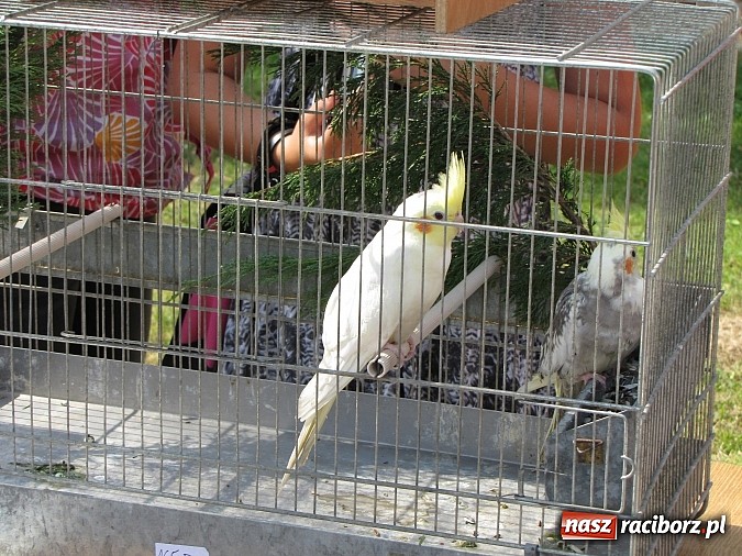 Zdjęcie w galerii na portalu naszraciborz.pl: Zwierzaki na zamku, czyli ostatni dzień akcji Zamkowy Zuch wiadomości z regionu