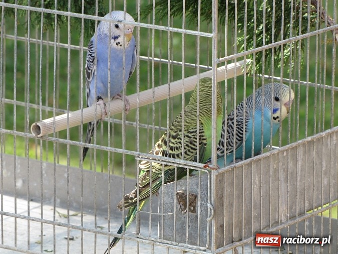 Zdjęcie w galerii na portalu naszraciborz.pl: Zwierzaki na zamku, czyli ostatni dzień akcji Zamkowy Zuch wiadomości z regionu