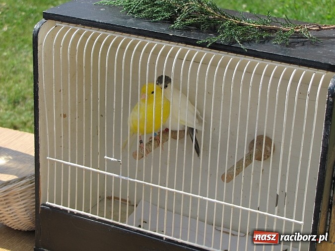 Zdjęcie w galerii na portalu naszraciborz.pl: Zwierzaki na zamku, czyli ostatni dzień akcji Zamkowy Zuch wiadomości z regionu