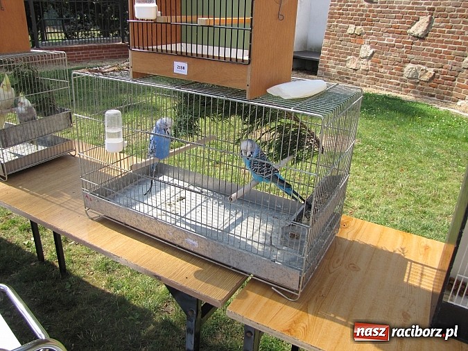 Zdjęcie w galerii na portalu naszraciborz.pl: Zwierzaki na zamku, czyli ostatni dzień akcji Zamkowy Zuch wiadomości z regionu