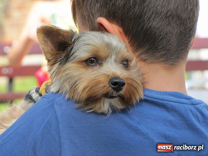 Zdjęcie w galerii na portalu naszraciborz.pl: Zwierzaki na zamku, czyli ostatni dzień akcji Zamkowy Zuch wiadomości z regionu