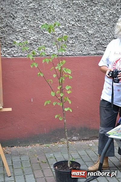 Zdjęcie w galerii na portalu naszraciborz.pl: Idą szlakiem Sobieskiego i sadzą lipy wiadomości z regionu