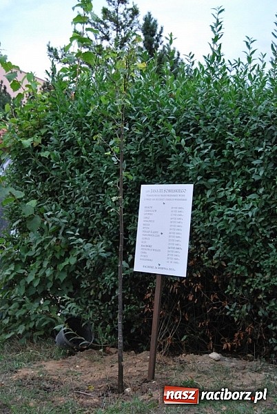 Zdjęcie w galerii na portalu naszraciborz.pl: Skromne sadzenie lipy przy SP 15 wiadomości z regionu
