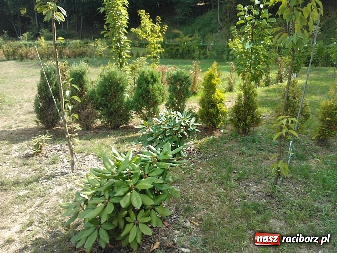 Zdjęcie w galerii na portalu naszraciborz.pl: Zaczarowany Ogród popada w ruinę? wiadomości z regionu