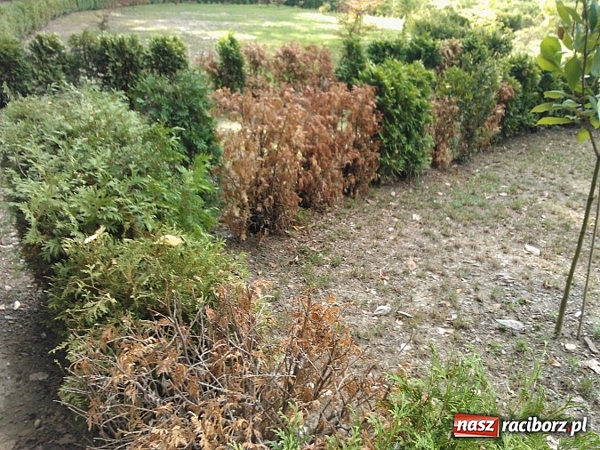 Zdjęcie w galerii na portalu naszraciborz.pl: Zaczarowany Ogród popada w ruinę? wiadomości z regionu