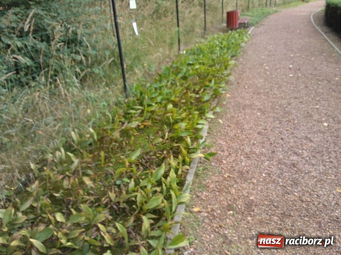 Zdjęcie w galerii na portalu naszraciborz.pl: Zaczarowany Ogród popada w ruinę? wiadomości z regionu