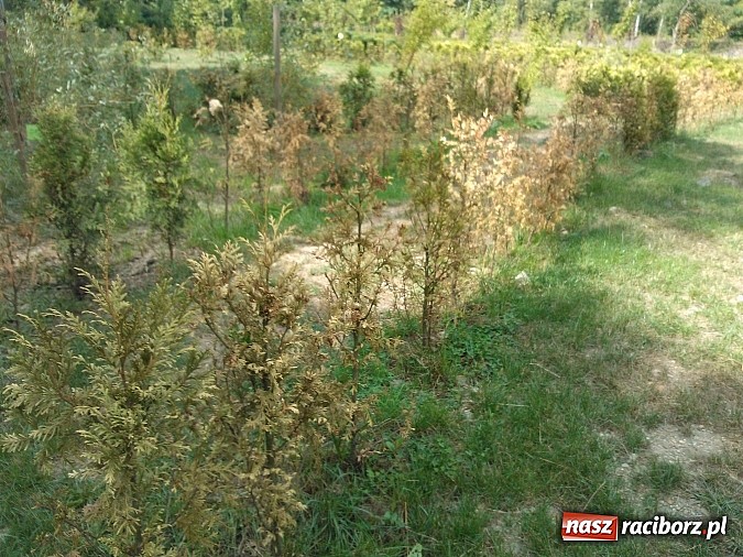 Zdjęcie w galerii na portalu naszraciborz.pl: Zaczarowany Ogród popada w ruinę? wiadomości z regionu