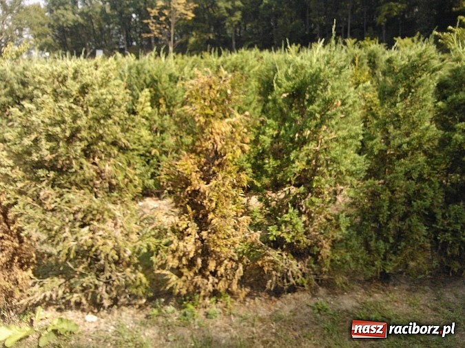 Zdjęcie w galerii na portalu naszraciborz.pl: Zaczarowany Ogród popada w ruinę? wiadomości z regionu