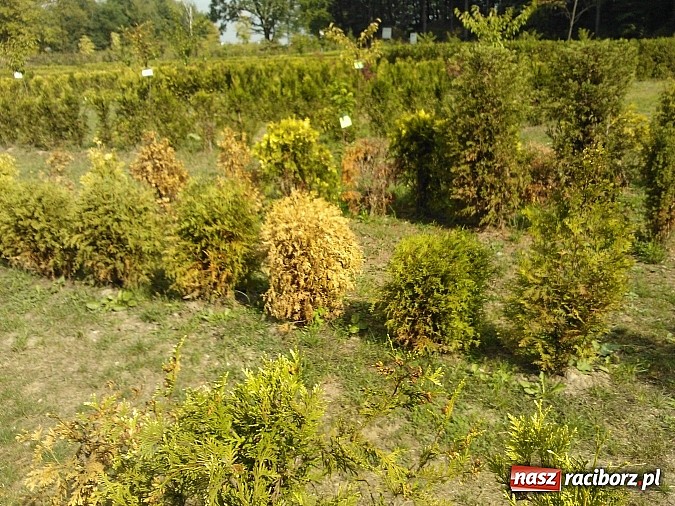 Zdjęcie w galerii na portalu naszraciborz.pl: Zaczarowany Ogród popada w ruinę? wiadomości z regionu