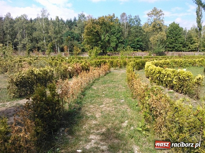 Zdjęcie w galerii na portalu naszraciborz.pl: Zaczarowany Ogród popada w ruinę? wiadomości z regionu