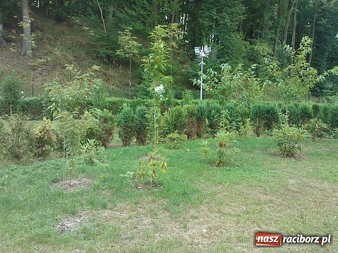 Zdjęcie w galerii na portalu naszraciborz.pl: Zaczarowany Ogród popada w ruinę? wiadomości z regionu