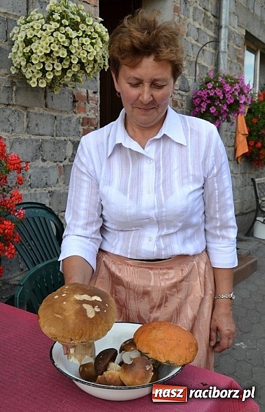 Zdjęcie w galerii na portalu naszraciborz.pl: Na grzyby czas. Pierwszy raport z lasów pod Raciborzem wiadomości z regionu