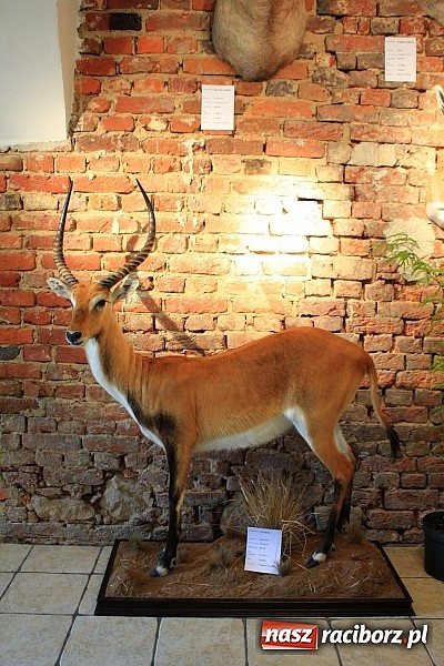 Zdjęcie w galerii na portalu naszraciborz.pl: Myśliwi świętowali dziś w Rudach 90-lecie PZŁ wiadomości z regionu