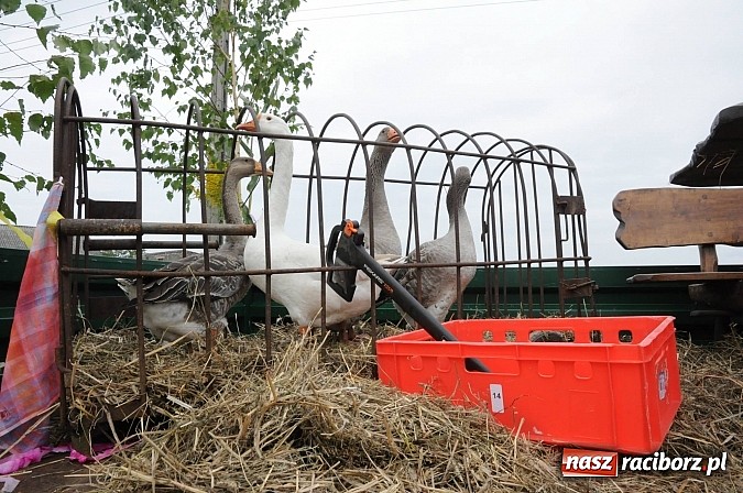 Zdjęcie w galerii na portalu naszraciborz.pl: Malutkie Łańce z długim barwnym korowodem wiadomości z regionu