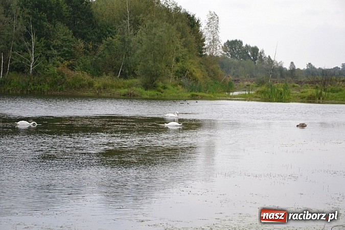 Zdjęcie w galerii na portalu naszraciborz.pl: Na Hornioku walczyli o puchar prezesa wiadomości z regionu