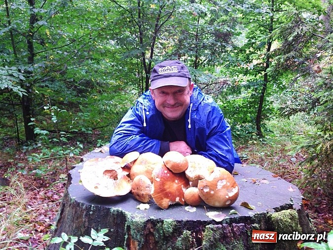 Zdjęcie w galerii na portalu naszraciborz.pl: Takie grzyby można znaleźć w Szymocicach wiadomości z regionu