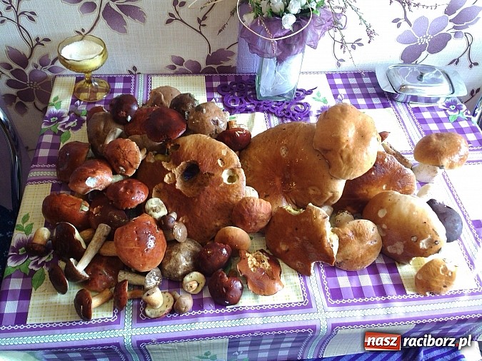 Zdjęcie w galerii na portalu naszraciborz.pl: Takie grzyby można znaleźć w Szymocicach wiadomości z regionu