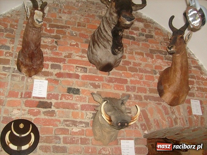 Zdjęcie w galerii na portalu naszraciborz.pl: Młodzi przyrodnicy na wystawie łowieckiej wiadomości z regionu