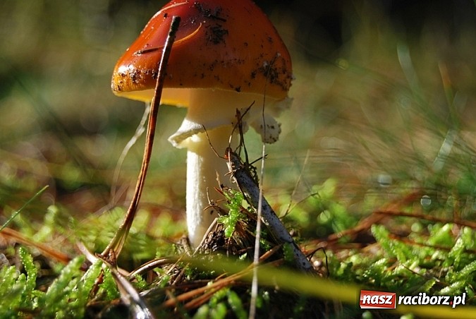 Zdjęcie w galerii na portalu naszraciborz.pl: Raport dla grzybiarzy z raciborskich lasów. Co po deszczu i chłodnych nocach? wiadomości z regionu