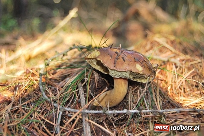 Zdjęcie w galerii na portalu naszraciborz.pl: Raport dla grzybiarzy z raciborskich lasów. Co po deszczu i chłodnych nocach? wiadomości z regionu