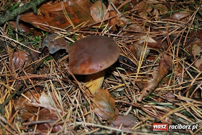 Zdjęcie w galerii na portalu naszraciborz.pl: Raport dla grzybiarzy z raciborskich lasów. Co po deszczu i chłodnych nocach? wiadomości z regionu
