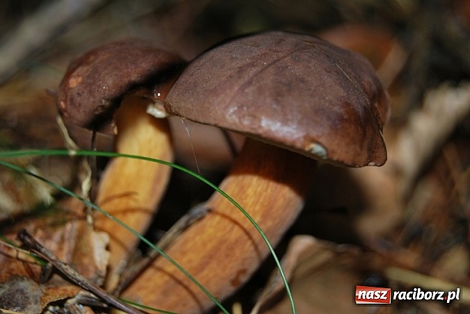 Zdjęcie w galerii na portalu naszraciborz.pl: Raport dla grzybiarzy z raciborskich lasów. Co po deszczu i chłodnych nocach? wiadomości z regionu
