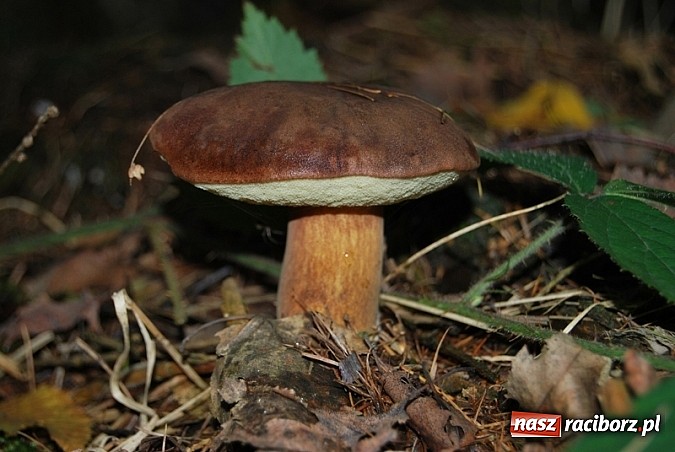 Zdjęcie w galerii na portalu naszraciborz.pl: Raport dla grzybiarzy z raciborskich lasów. Co po deszczu i chłodnych nocach? wiadomości z regionu