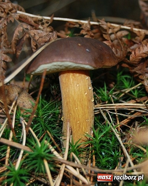 Zdjęcie w galerii na portalu naszraciborz.pl: Raport dla grzybiarzy z raciborskich lasów. Co po deszczu i chłodnych nocach? wiadomości z regionu